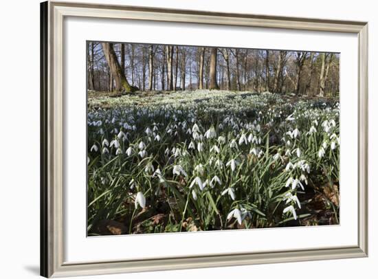 Snowdrops in Woodland, Near Stow-On-The-Wold, Cotswolds, Gloucestershire, England, UK-Stuart Black-Framed Photographic Print