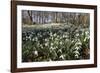 Snowdrops in Woodland, Near Stow-On-The-Wold, Cotswolds, Gloucestershire, England, UK-Stuart Black-Framed Photographic Print