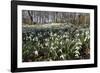 Snowdrops in Woodland, Near Stow-On-The-Wold, Cotswolds, Gloucestershire, England, UK-Stuart Black-Framed Photographic Print