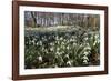 Snowdrops in Woodland, Near Stow-On-The-Wold, Cotswolds, Gloucestershire, England, UK-Stuart Black-Framed Photographic Print