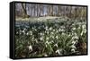 Snowdrops in Woodland, Near Stow-On-The-Wold, Cotswolds, Gloucestershire, England, UK-Stuart Black-Framed Stretched Canvas