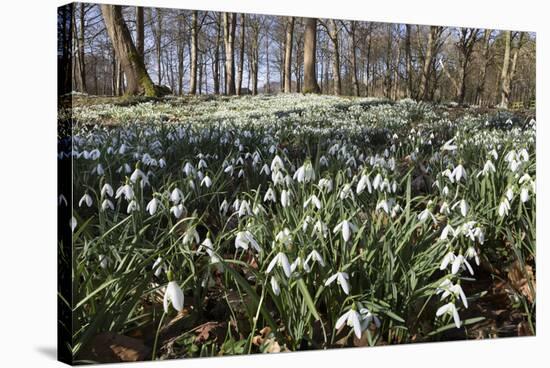 Snowdrops in Woodland, Near Stow-On-The-Wold, Cotswolds, Gloucestershire, England, UK-Stuart Black-Stretched Canvas