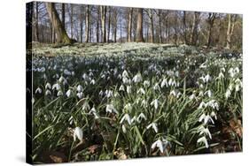 Snowdrops in Woodland, Near Stow-On-The-Wold, Cotswolds, Gloucestershire, England, UK-Stuart Black-Stretched Canvas