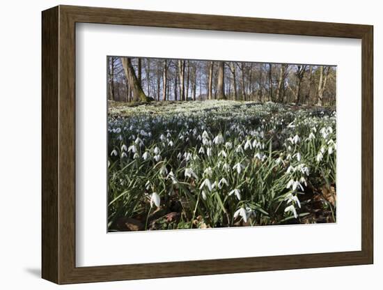 Snowdrops in Woodland, Near Stow-On-The-Wold, Cotswolds, Gloucestershire, England, UK-Stuart Black-Framed Photographic Print
