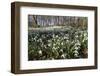 Snowdrops in Woodland, Near Stow-On-The-Wold, Cotswolds, Gloucestershire, England, UK-Stuart Black-Framed Photographic Print