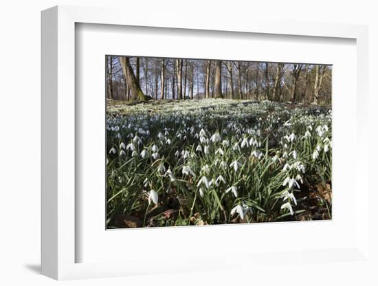 Snowdrops in Woodland, Near Stow-On-The-Wold, Cotswolds, Gloucestershire, England, UK-Stuart Black-Framed Photographic Print