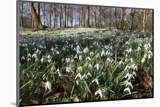 Snowdrops in Woodland, Near Stow-On-The-Wold, Cotswolds, Gloucestershire, England, UK-Stuart Black-Mounted Photographic Print