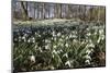 Snowdrops in Woodland, Near Stow-On-The-Wold, Cotswolds, Gloucestershire, England, UK-Stuart Black-Mounted Photographic Print