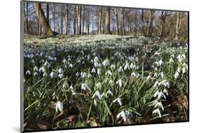 Snowdrops in Woodland, Near Stow-On-The-Wold, Cotswolds, Gloucestershire, England, UK-Stuart Black-Mounted Photographic Print