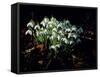 Snowdrops, Lincolnshire, England-John Warburton-lee-Framed Stretched Canvas