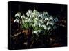 Snowdrops, Lincolnshire, England-John Warburton-lee-Stretched Canvas