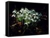 Snowdrops, Lincolnshire, England-John Warburton-lee-Framed Stretched Canvas