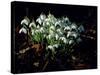 Snowdrops, Lincolnshire, England-John Warburton-lee-Stretched Canvas