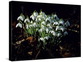 Snowdrops, Lincolnshire, England-John Warburton-lee-Stretched Canvas