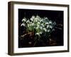 Snowdrops, Lincolnshire, England-John Warburton-lee-Framed Photographic Print