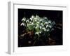 Snowdrops, Lincolnshire, England-John Warburton-lee-Framed Photographic Print