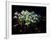 Snowdrops, Lincolnshire, England-John Warburton-lee-Framed Photographic Print