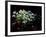 Snowdrops, Lincolnshire, England-John Warburton-lee-Framed Photographic Print