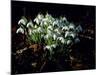 Snowdrops, Lincolnshire, England-John Warburton-lee-Mounted Photographic Print