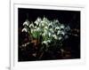 Snowdrops, Lincolnshire, England-John Warburton-lee-Framed Photographic Print