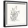 Snowdrops-The Vintage Collection-Framed Art Print