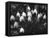 Snowdrops-null-Framed Stretched Canvas