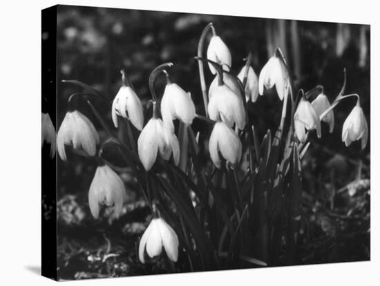 Snowdrops-null-Stretched Canvas