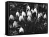 Snowdrops-null-Framed Stretched Canvas