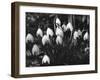 Snowdrops-null-Framed Photographic Print