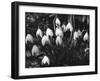 Snowdrops-null-Framed Photographic Print