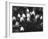 Snowdrops-null-Framed Photographic Print