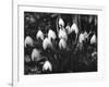 Snowdrops-null-Framed Photographic Print