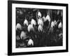Snowdrops-null-Framed Photographic Print