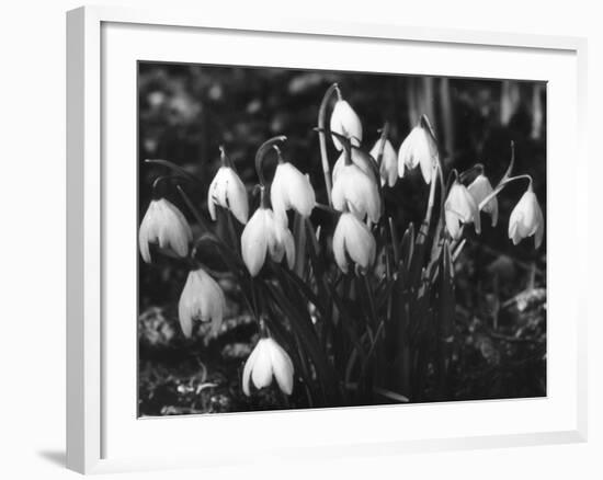 Snowdrops-null-Framed Photographic Print