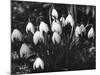 Snowdrops-null-Mounted Photographic Print