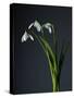 Snowdrops-Maja-Stretched Canvas