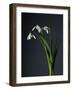 Snowdrops-Maja-Framed Photographic Print