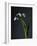 Snowdrops-Maja-Framed Photographic Print