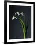 Snowdrops-Maja-Framed Photographic Print