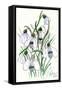 Snowdrops-Nell Hill-Framed Stretched Canvas