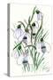 Snowdrops-Nell Hill-Stretched Canvas