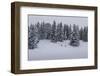 Snowfall, Ski Tourer in Front of a Winter Wood at the Kranzberg at Mittenwald, Wetterstein Range-Rolf Roeckl-Framed Photographic Print