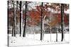 SnowFall-Burney Lieberman-Stretched Canvas