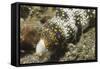 Snowflake Moray Eel-Hal Beral-Framed Stretched Canvas