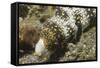 Snowflake Moray Eel-Hal Beral-Framed Stretched Canvas