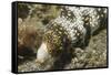 Snowflake Moray Eel-Hal Beral-Framed Stretched Canvas