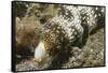 Snowflake Moray Eel-Hal Beral-Framed Stretched Canvas