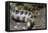 Snowflake Moray Eel-Hal Beral-Framed Stretched Canvas