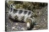 Snowflake Moray Eel-Hal Beral-Stretched Canvas