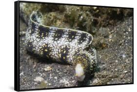 Snowflake Moray Eel-Hal Beral-Framed Stretched Canvas